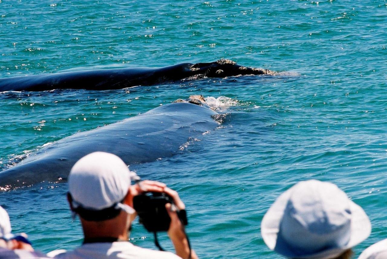 The Whale On Main B&B Hermanus Luaran gambar